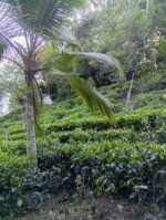 CEYLON BOPF (Broken Orange Pekoe Fanning) - Image 6