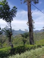 CEYLON BOPF (Broken Orange Pekoe Fanning) - Image 9