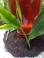 CEYLON BOPF (Broken Orange Pekoe Fanning) - Image 10